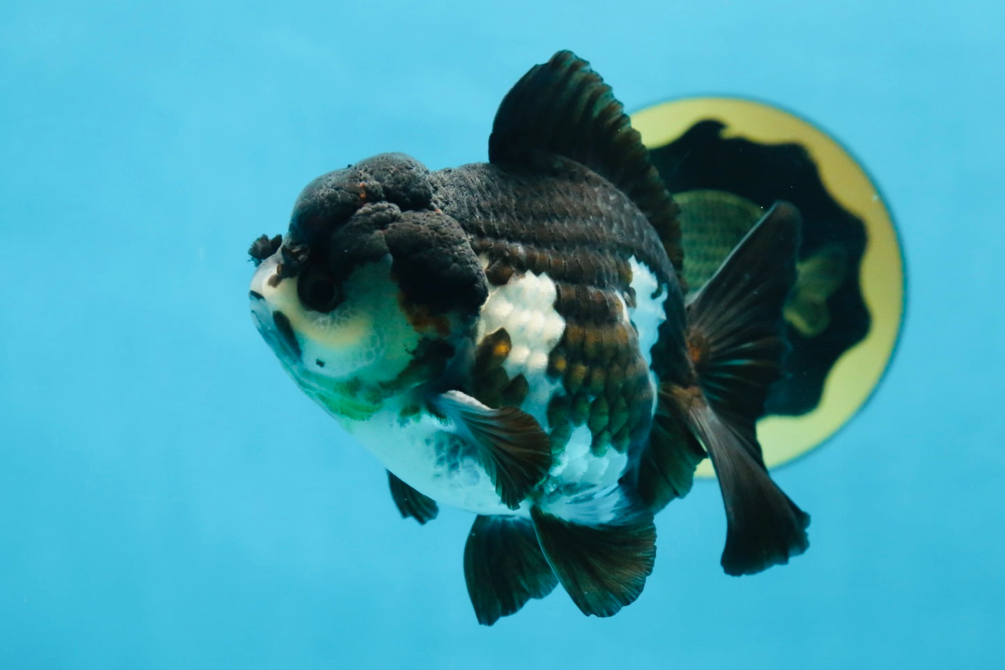 Pompom Panda Yuanbao Male 4.5 inches #072525YB_06