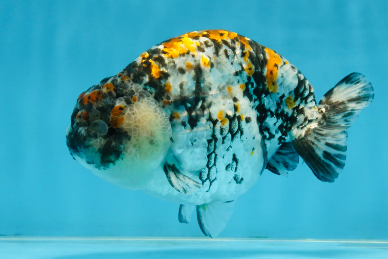 A Grade Tricolor Tiger LionKing Male 5.5 inches #102425LC_03