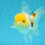 SUNNY White Oranda Female 5-5.5 inches #041026OR_08