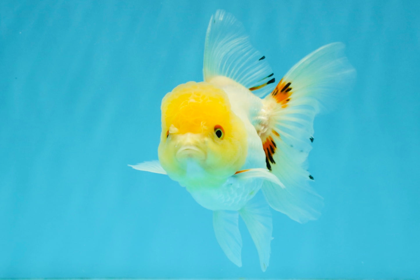 SUNNY White Oranda Female 5-5.5 inches #041026OR_08