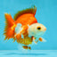 3rd Runner Up SHOW GRADE Red White Ryukin Male 3.5-4 inches #053025RK_9999