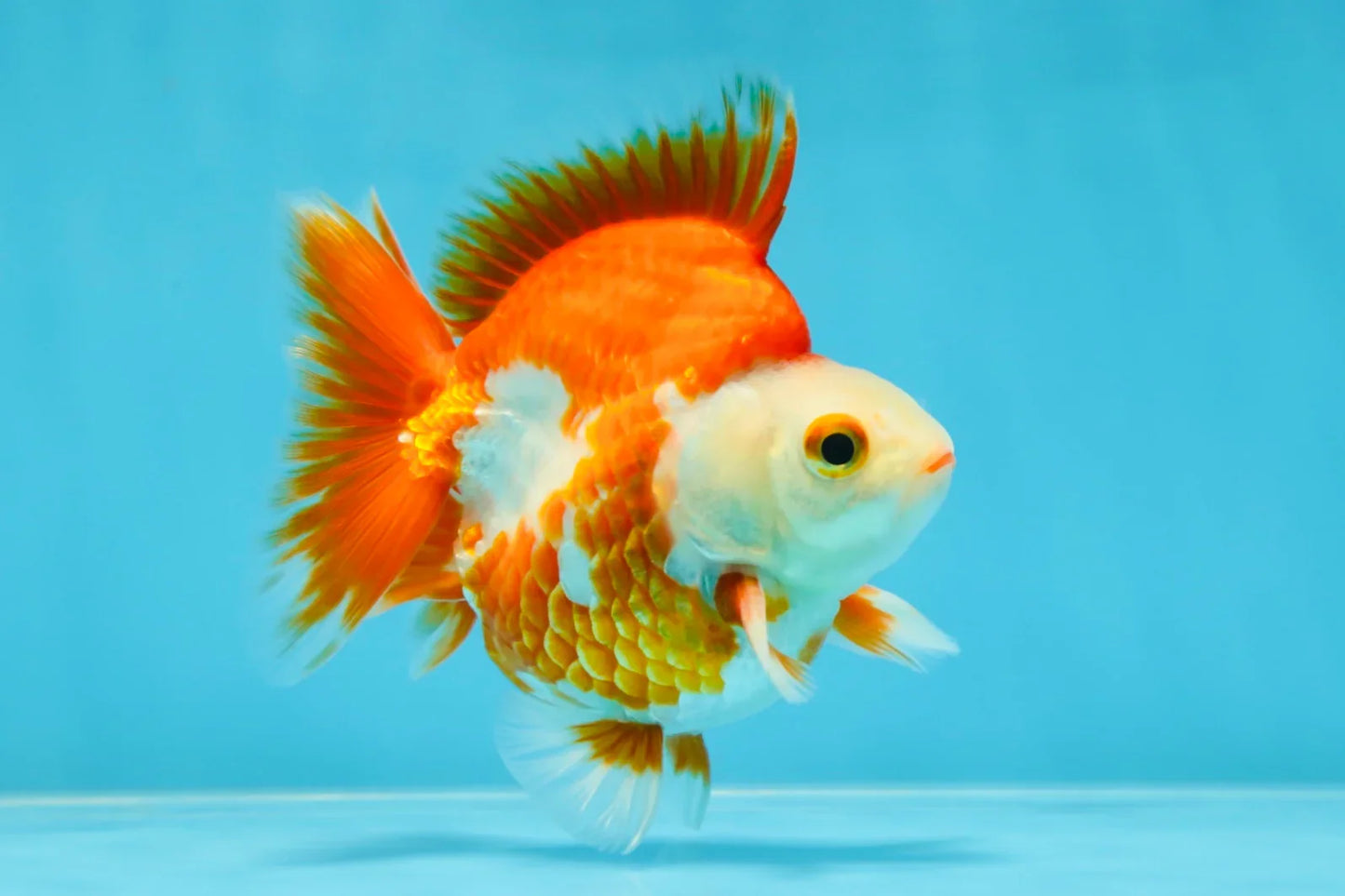 3rd Runner Up SHOW GRADE Red White Ryukin Male 3.5-4 inches #053025RK_9999