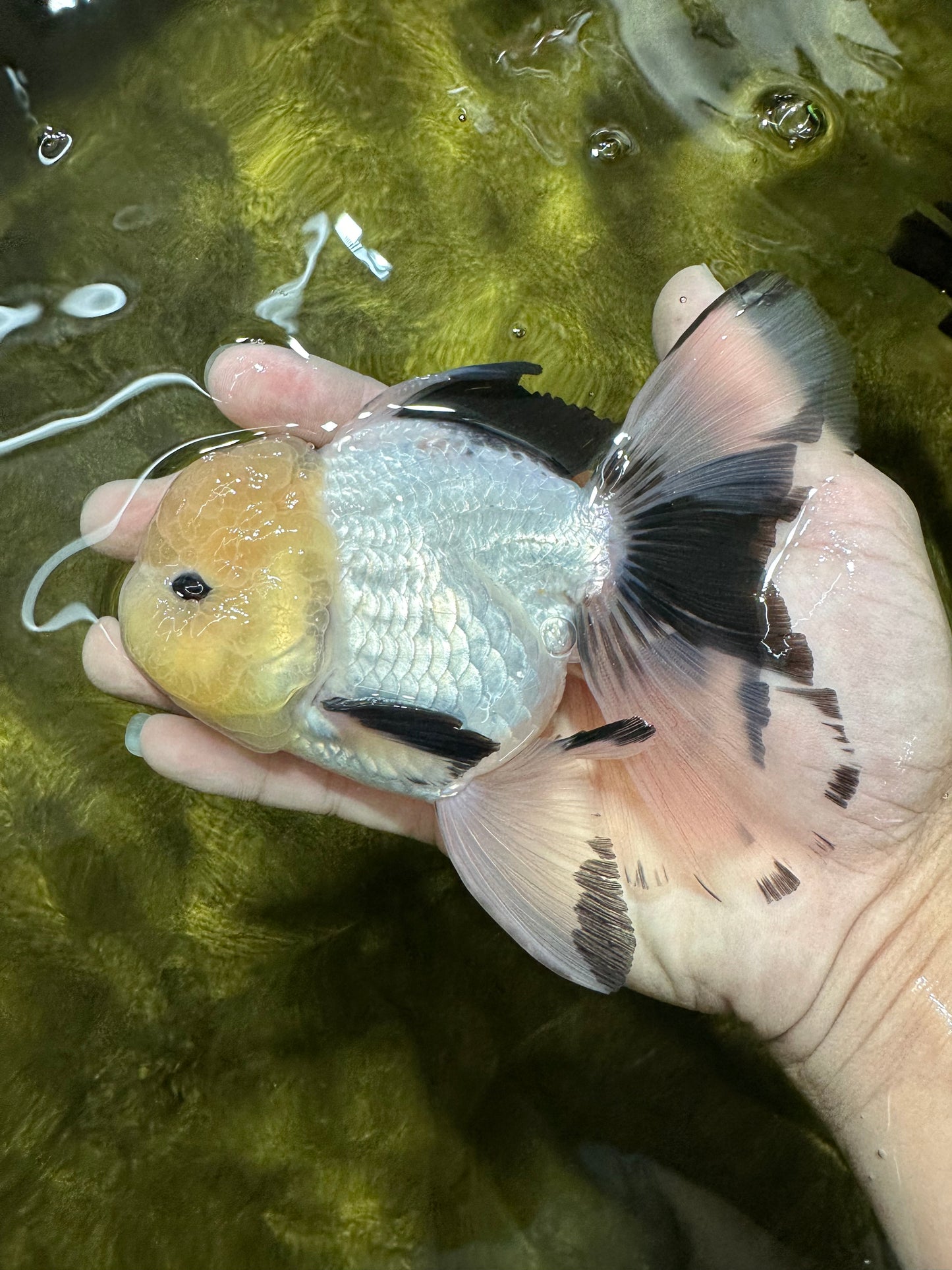 AAA Grade Lemonhead Panda Button Eyes Oranda Male 5.5 inches #112224OR_11