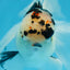 A Grade SPECIAL Panda Oranda Male 6 inches #090525OR_14