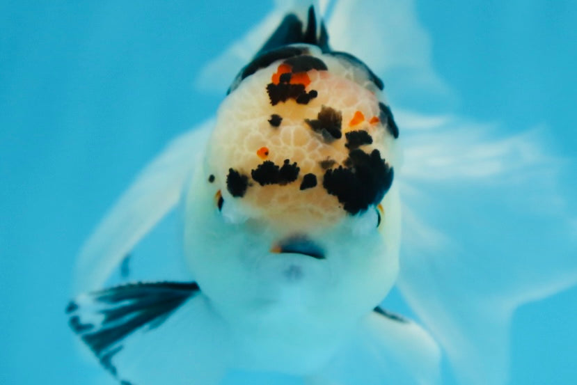 A Grade SPECIAL Panda Oranda Male 6 inches #090525OR_14