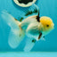 A Grade Lemonhead Tricolor Oranda Male 5 inches #111524OR_26