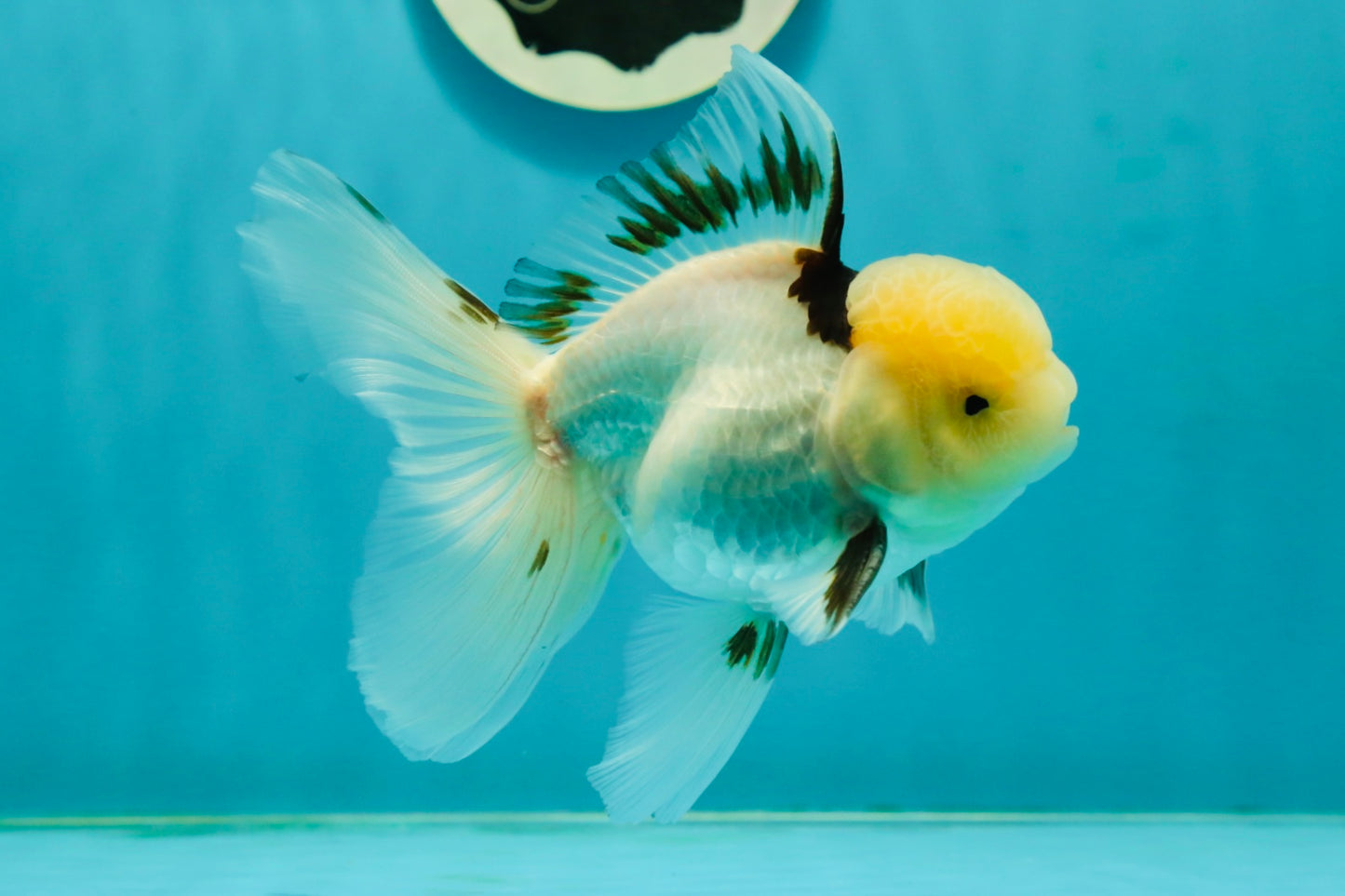 A Grade Lemonhead Tricolor Oranda Male 5 inches #111524OR_26