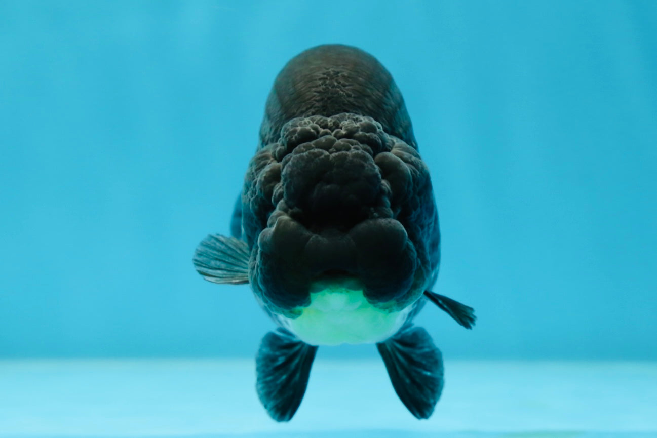 AAA Grade Black Blue LionQueen 4-4.5 inches #051625LC_03