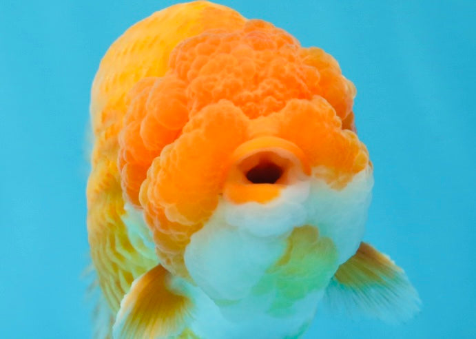 A Grade Mac N' Cheese Red White LionKing 4.5 inches #020725LC_14