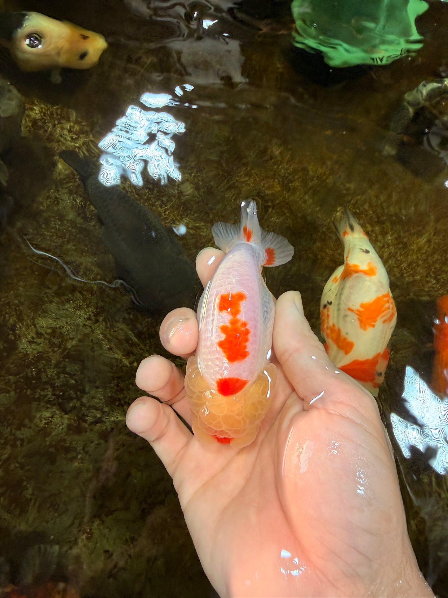 A Grade Red White Kohaku LionQueen 4 inches #101725LC_07