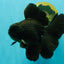 A Grade Broadtail Black Oranda Male 6.5-7 inches #101626OR_20