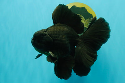 A Grade Broadtail Black Oranda Male 6.5-7 inches #101626OR_20