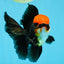 MUSTACHE A Grade Tricolor Oranda Male 5-5.5 inches #032726OR_11