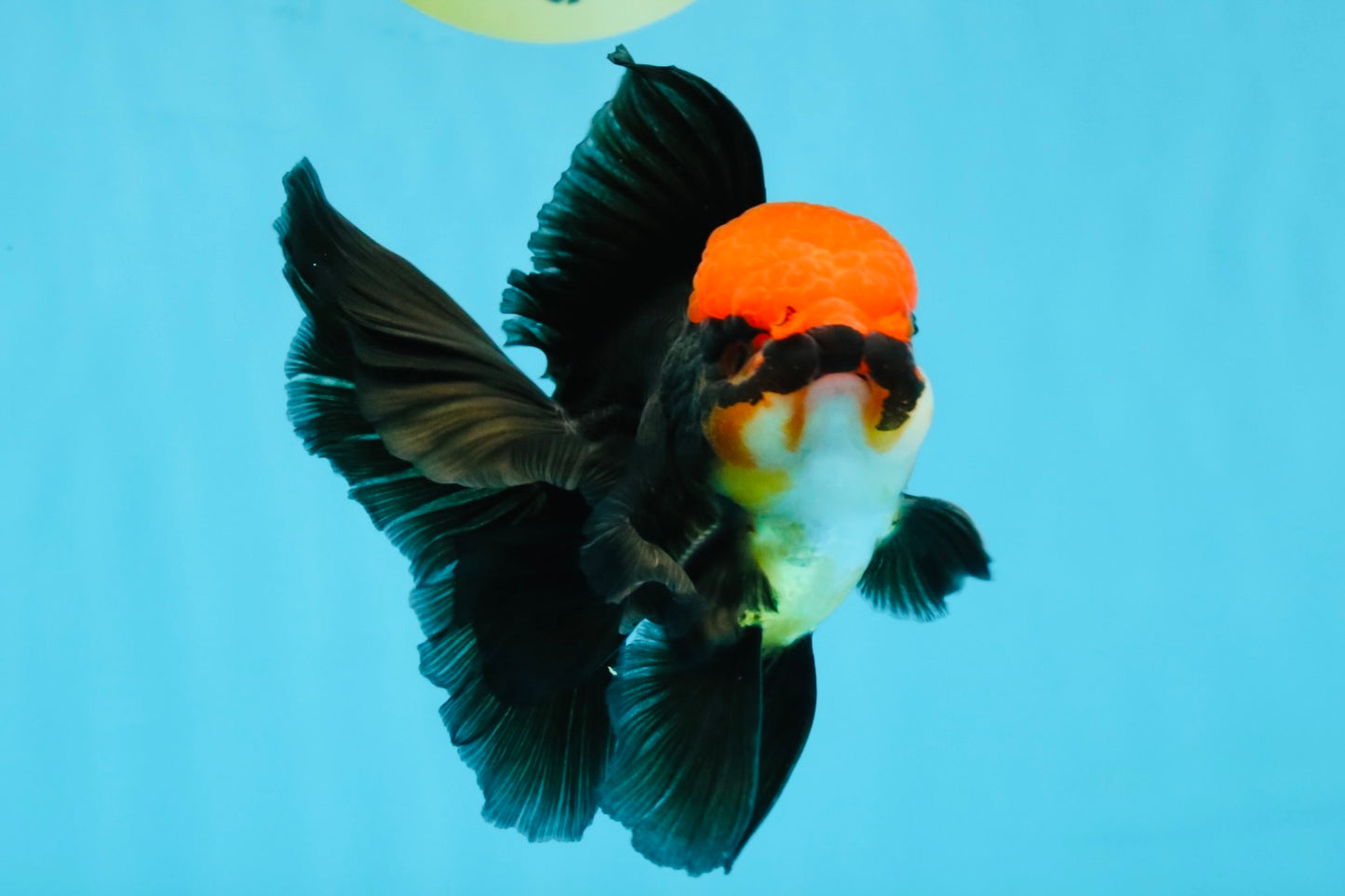 MUSTACHE A Grade Tricolor Oranda Male 5-5.5 inches #032726OR_11