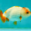 Red White Kohaku Lionchu Female 3.5-4 inches #1018LC_02