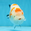 THICK BODY AAA Grade Chinese Kohaku Sakura Ranchu Female 5-5.5 inches #101725RC_16