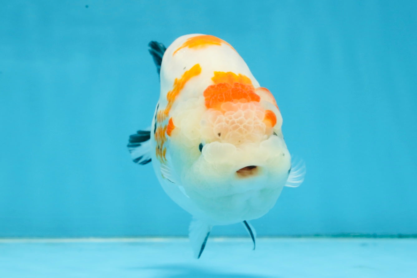 THICK BODY AAA Grade Chinese Kohaku Sakura Ranchu Female 5-5.5 inches #101725RC_16