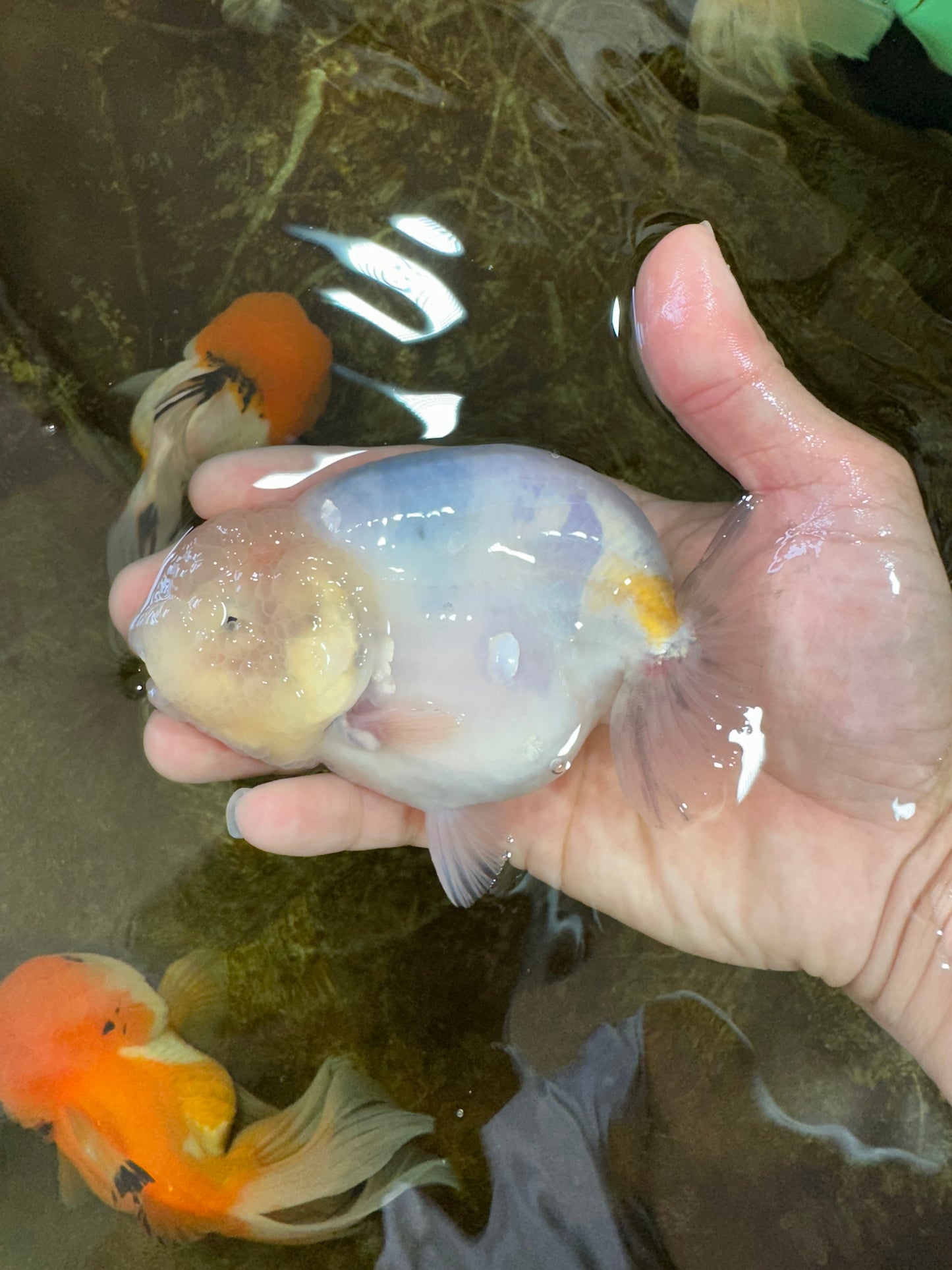 A Grade Marble LionKing Male 4.5-5 inches #070425LC_12