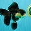 UNIQUE Panda Oranda Female 5-5.5 inches #041726OR_09