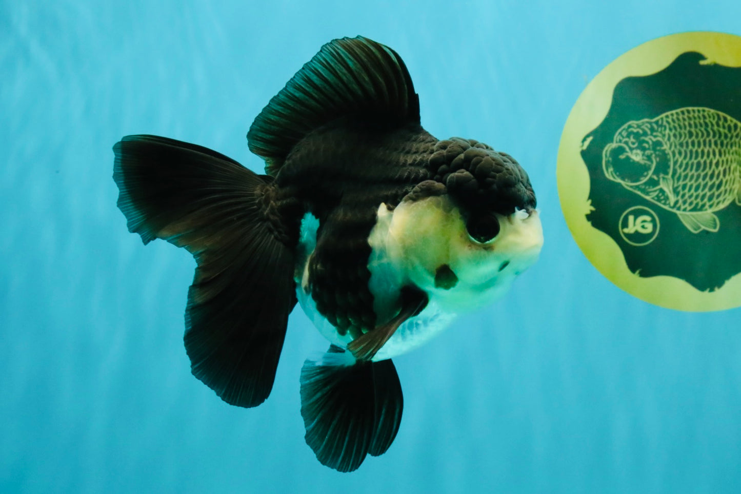 UNIQUE Panda Oranda Female 5-5.5 inches #041726OR_09
