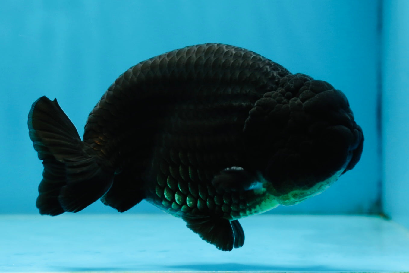 A Grade CHUNKY Black LionKing 4.5-5 inches #062025LC_04