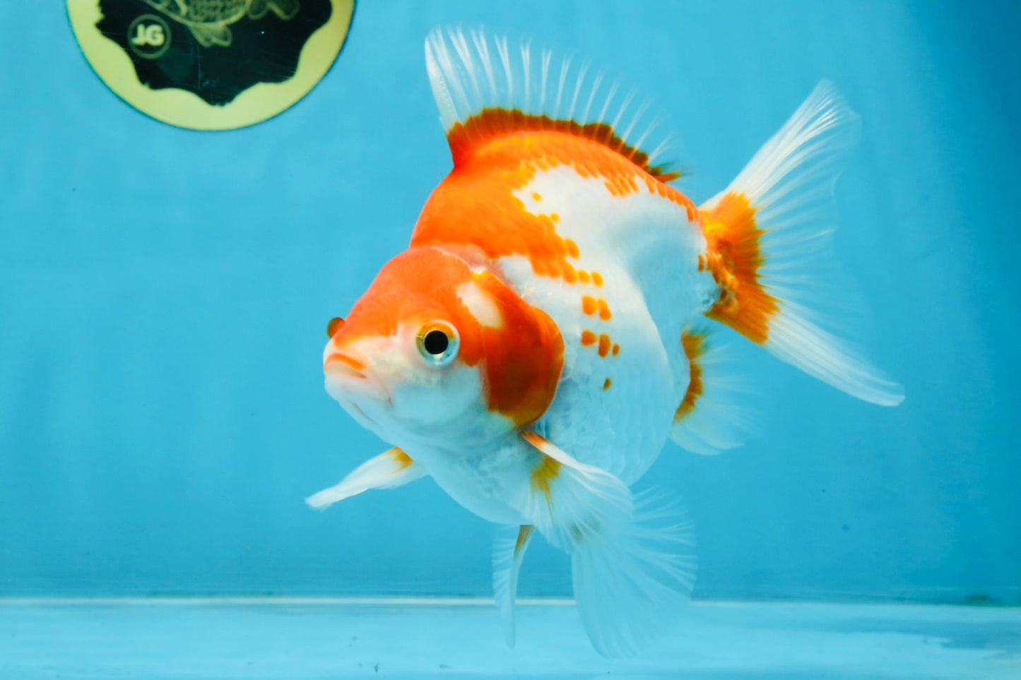 A Grade Red White Ryukin Female 5.5-6 inches #111425RK_06