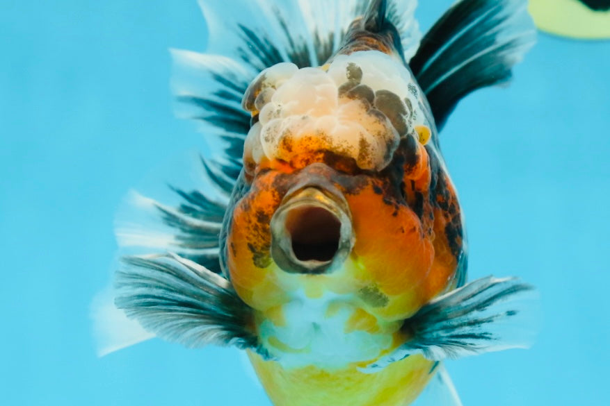 AAA Grade Chonky Kirin Oranda Male 6 inches #053025OR_26