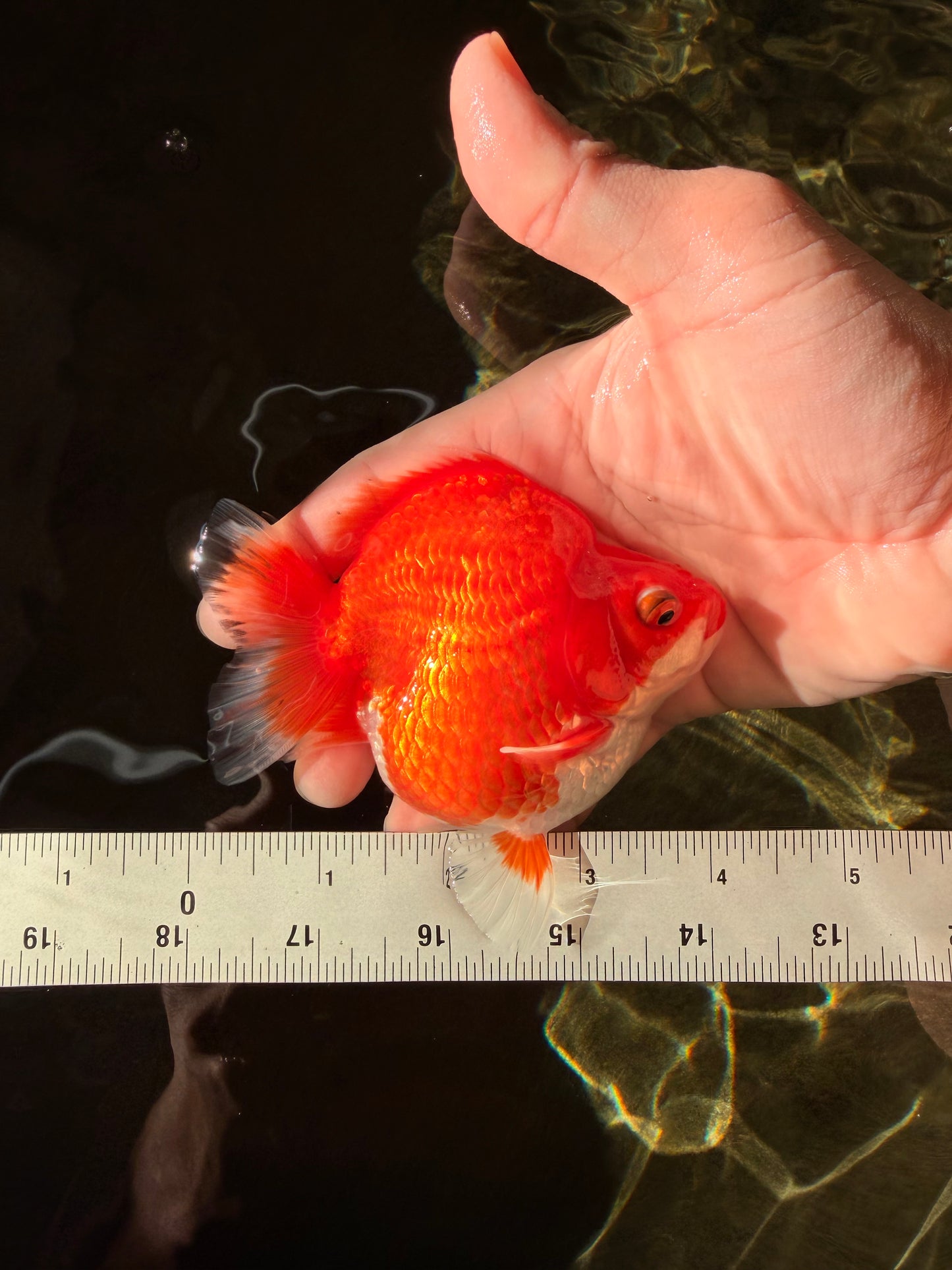 AAA Grade Red White Ryukin Female 4 inches #022726RK_18