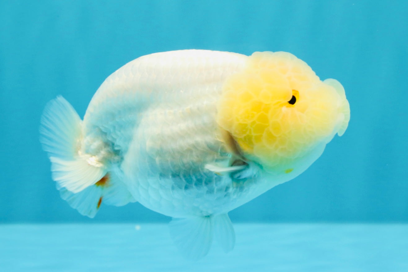 A Grade Dragon Head White LionQueen 4-4.5 inches #022726LC_25