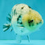 White Tiger Ranchu Male 5 inches #072426RC_34