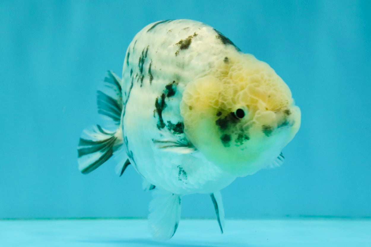White Tiger Ranchu Male 5 inches #072426RC_34