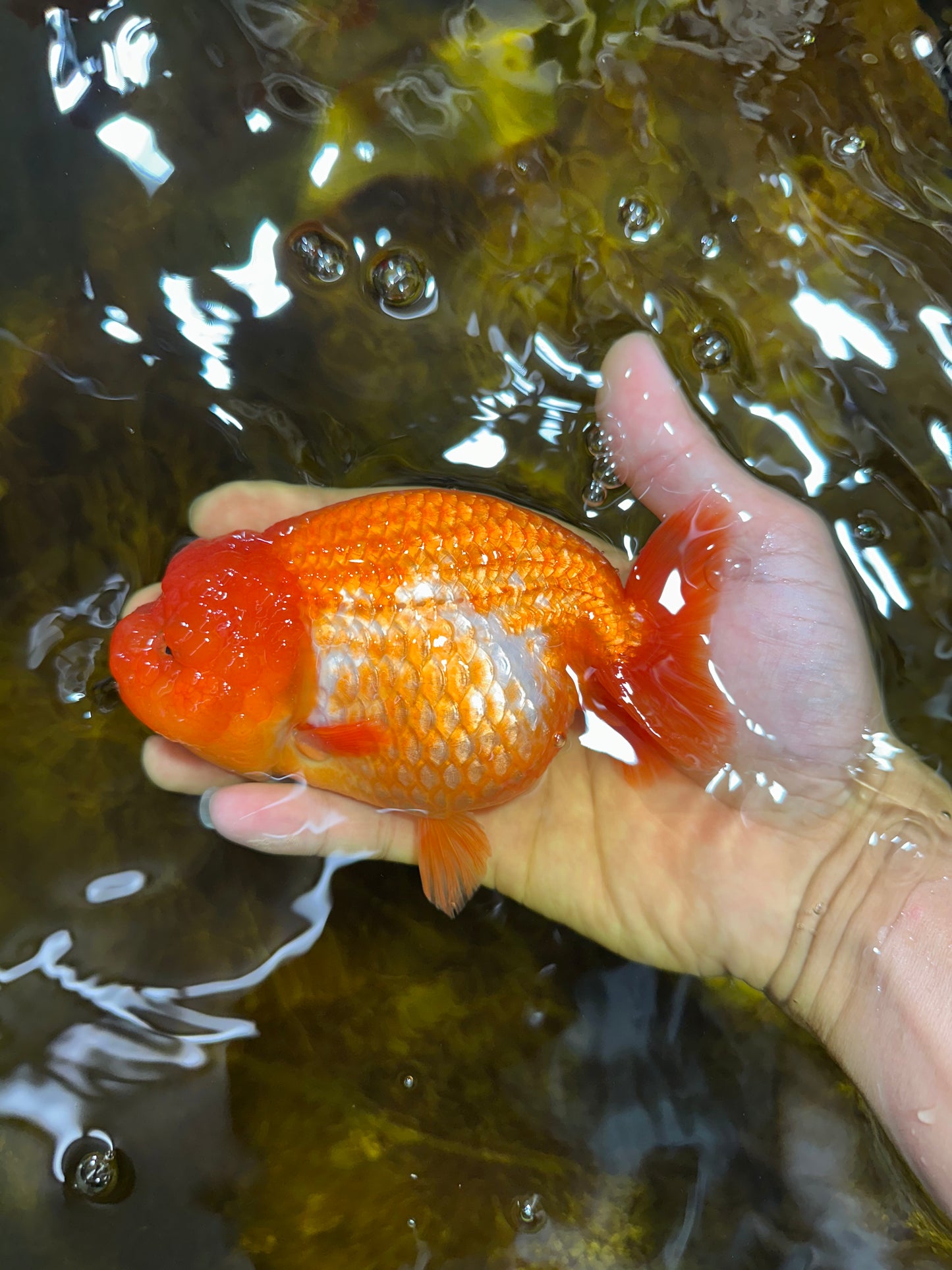 A Grade FLUFFY Red White LionQueen 5 inches #091925LC_24