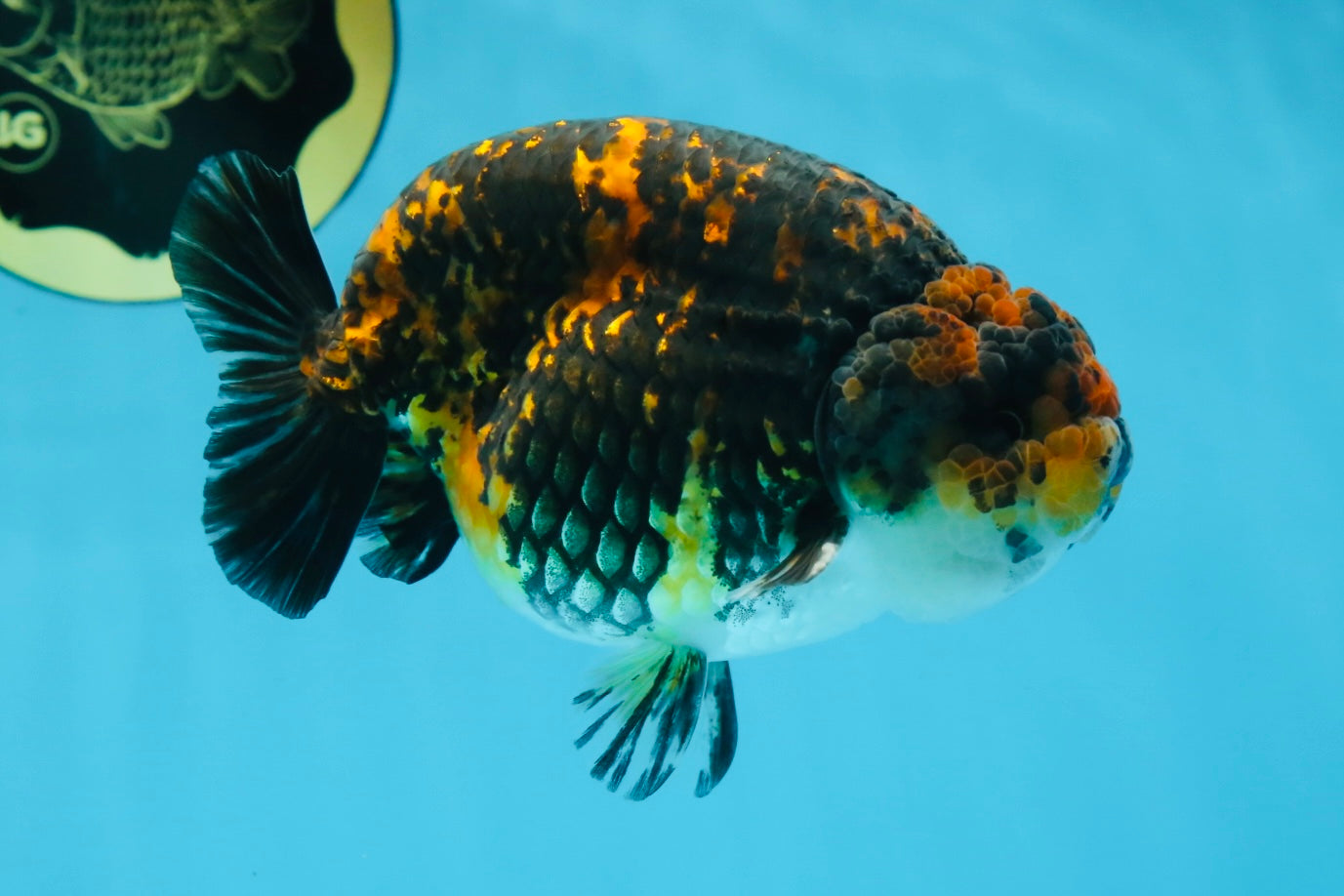 AAA Grade Tiger LionKing 5 inches #070425LC_09