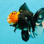 A Grade Monster Red Head Tricolor Oranda Male 5 inches #110124OR_16