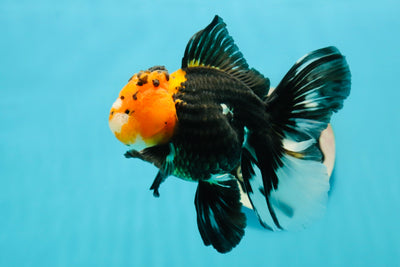 A Grade Monster Red Head Tricolor Oranda Male 5 inches #110124OR_16