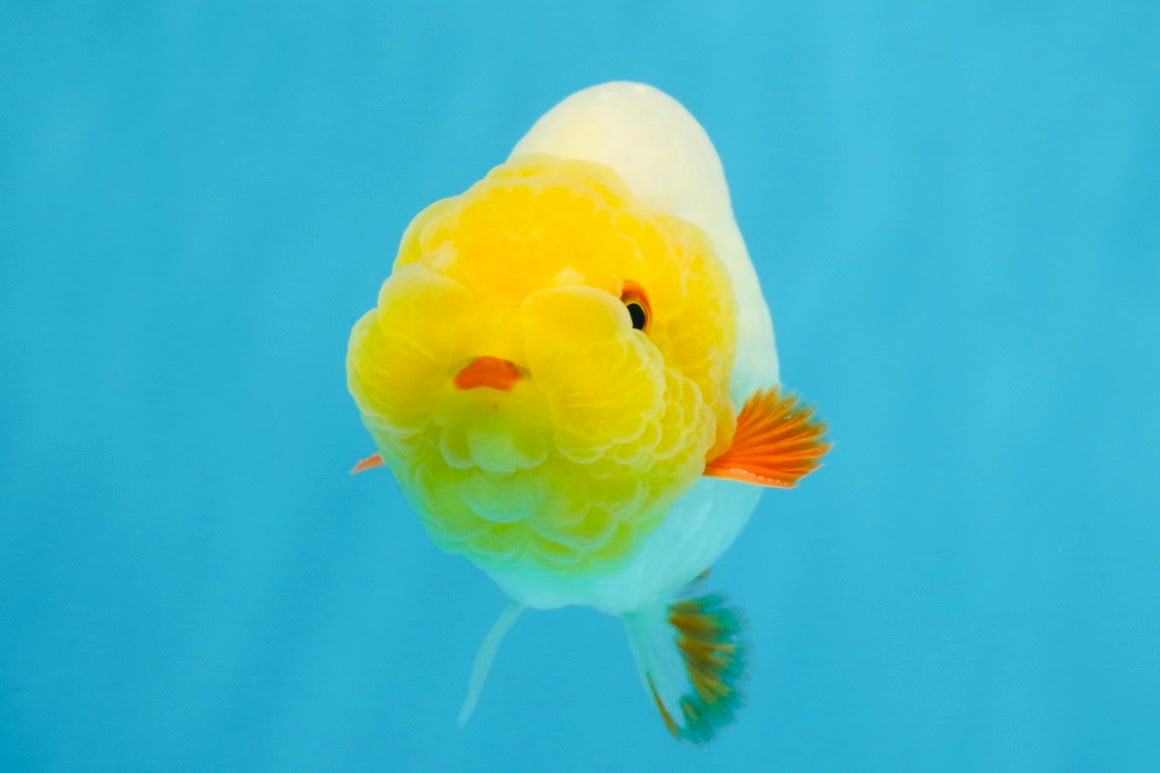 Sunny Lemonhead Lionchu Male 4-4.5 inches #072525LC_04