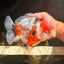 AAA Grade Marble Calico Yuanbao Male 6 inches #041726YB_18