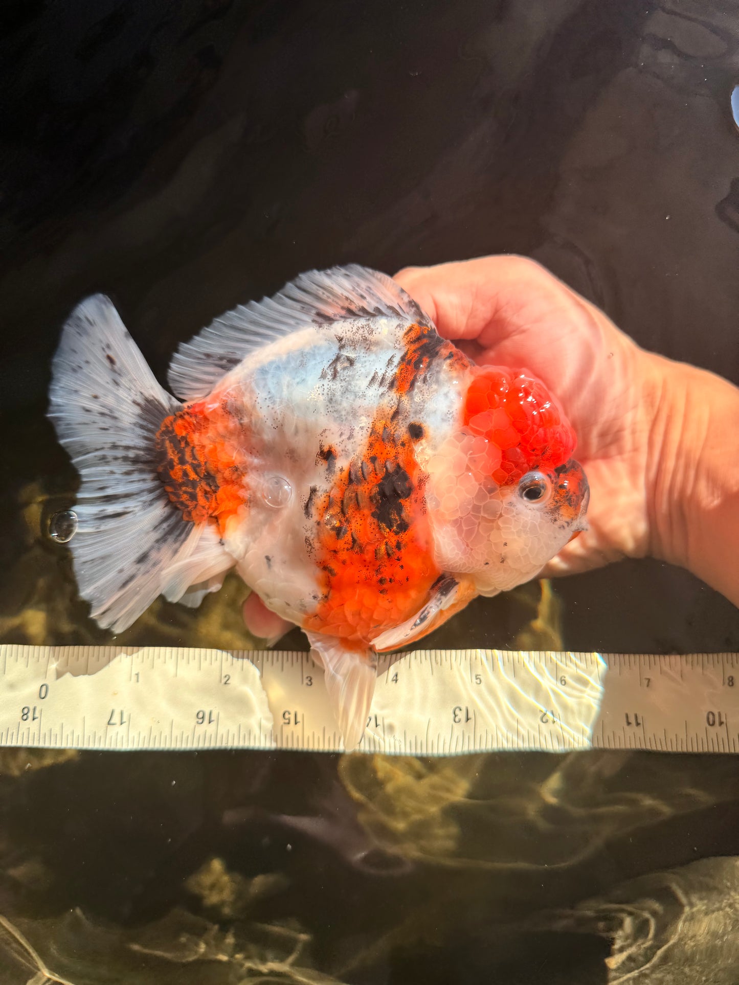 AAA Grade Marble Calico Yuanbao Male 6 inches #041726YB_18