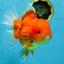 SUPER CUTE A Grade Red White Oranda Female 6.5 inches #110725OR_01