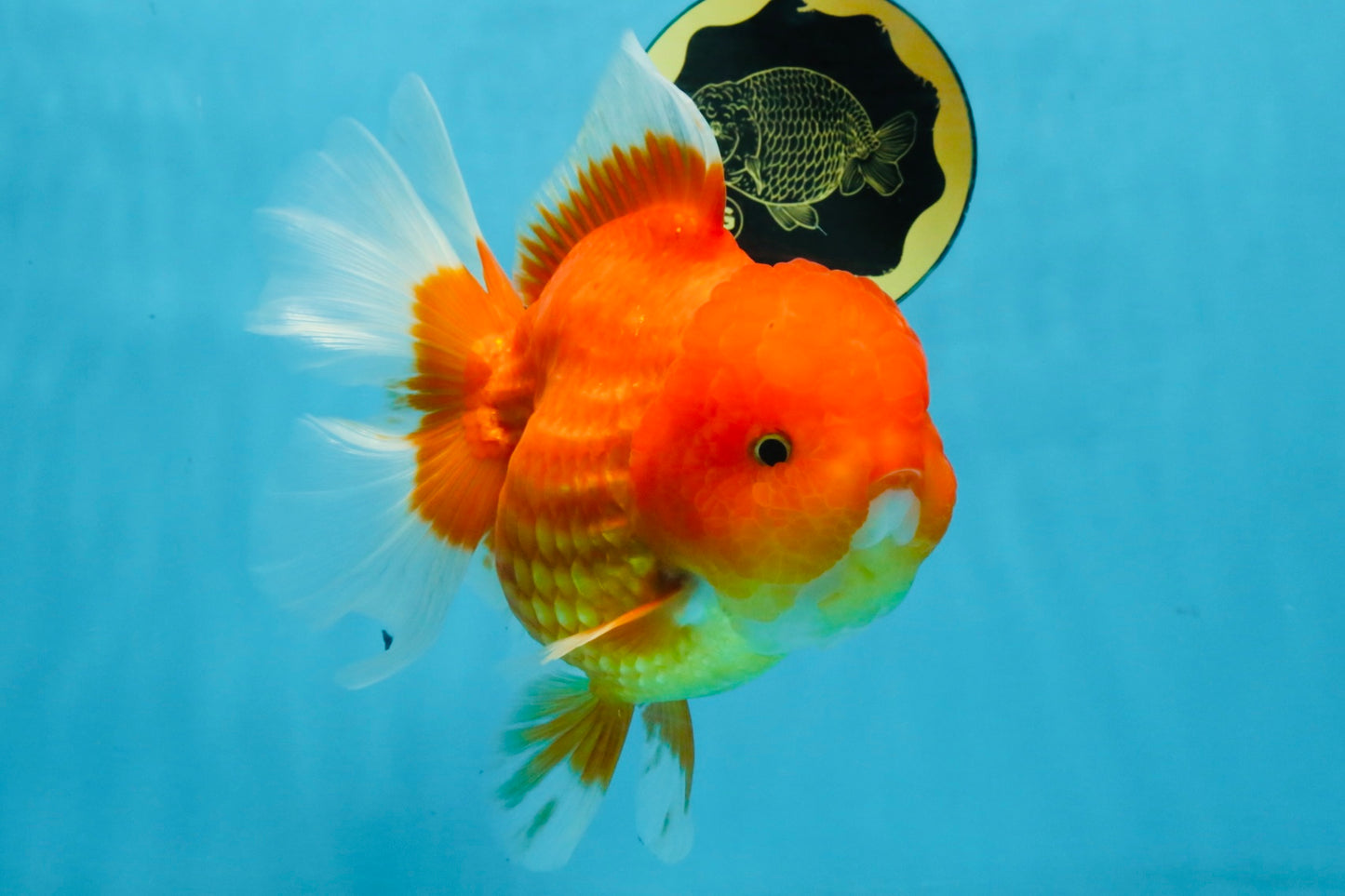 SUPER CUTE A Grade Red White Oranda Female 6.5 inches #110725OR_01