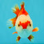 SUPER CUTE A Grade Red White Yuanbao Male 5-5.5 inches #041726YB_16