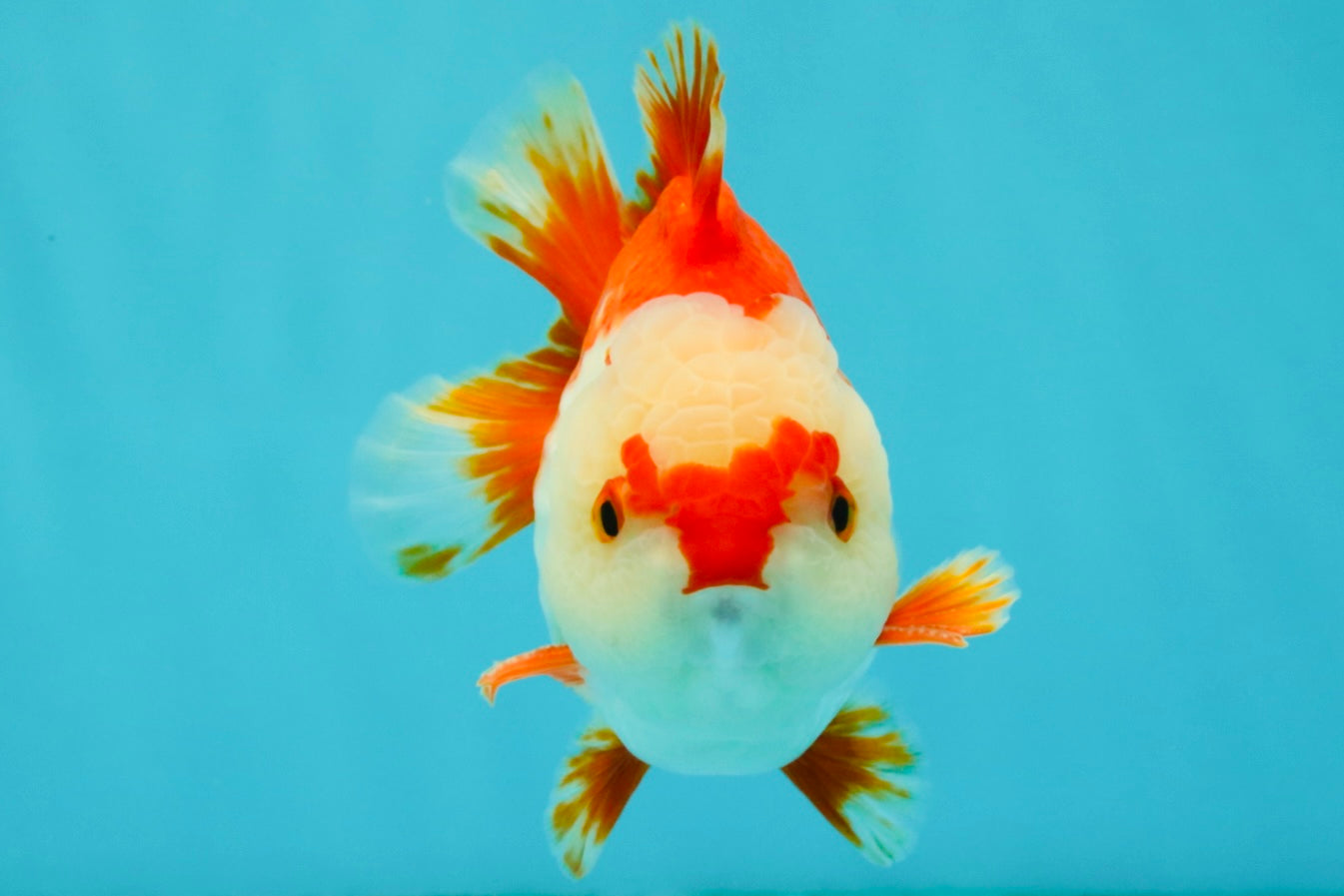 SUPER CUTE A Grade Red White Yuanbao Male 5-5.5 inches #041726YB_16
