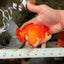 A Grade Red White Oranda Male 5.5-6 inches #070626OR_07