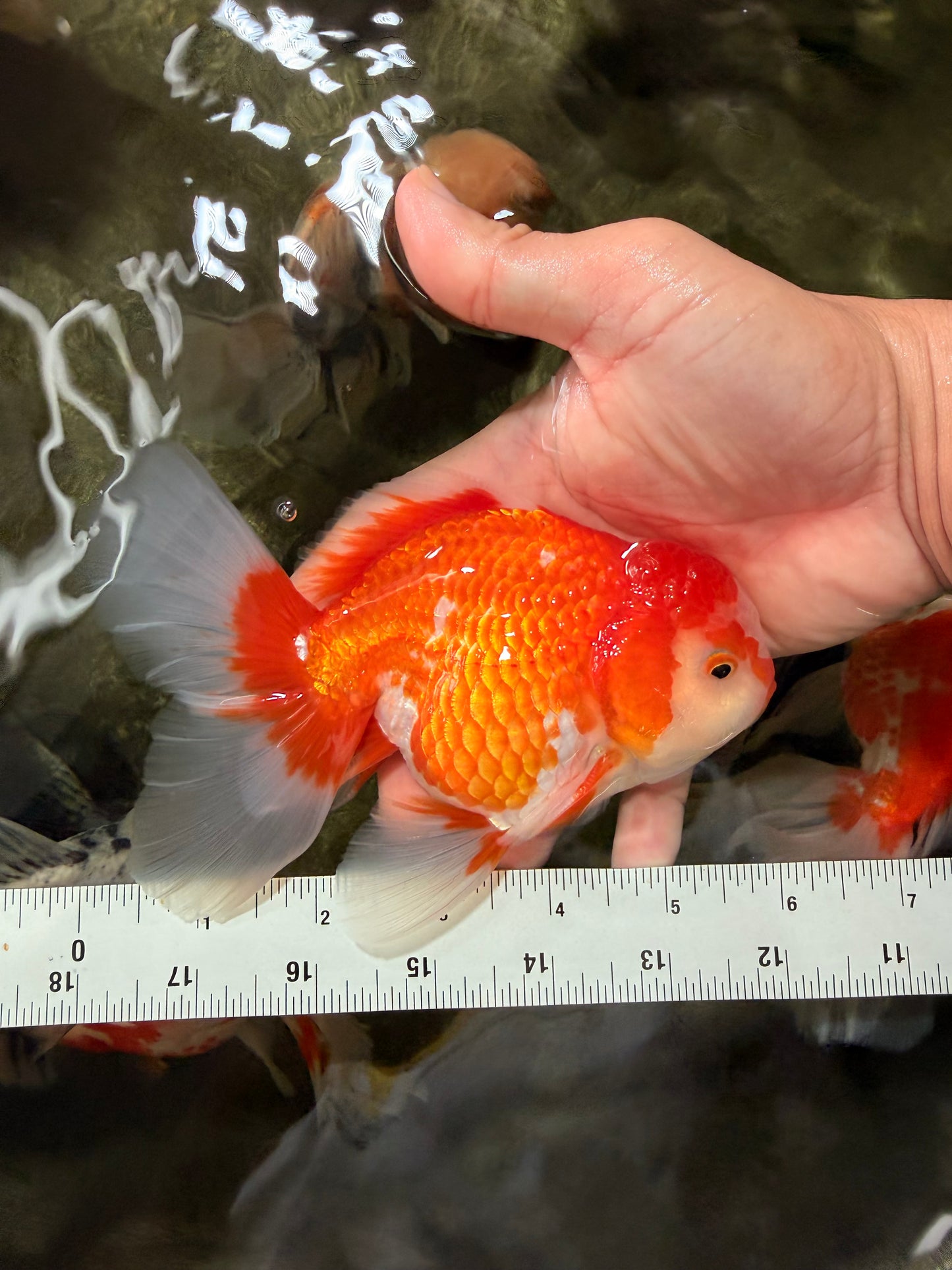 A Grade Red White Oranda Male 5.5-6 inches #070626OR_07