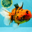 AAA Grade Jumbo Tiger Oranda Male 7.5 inches #031326OR_01