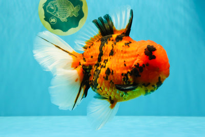 AAA Grade Jumbo Tiger Oranda Male 7.5 inches #031326OR_01