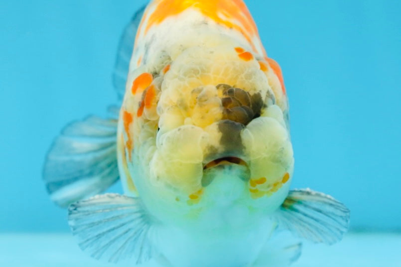 A Grade Chubby Tricolor Marble LionKing 4.5-5 inches #071125LC_04