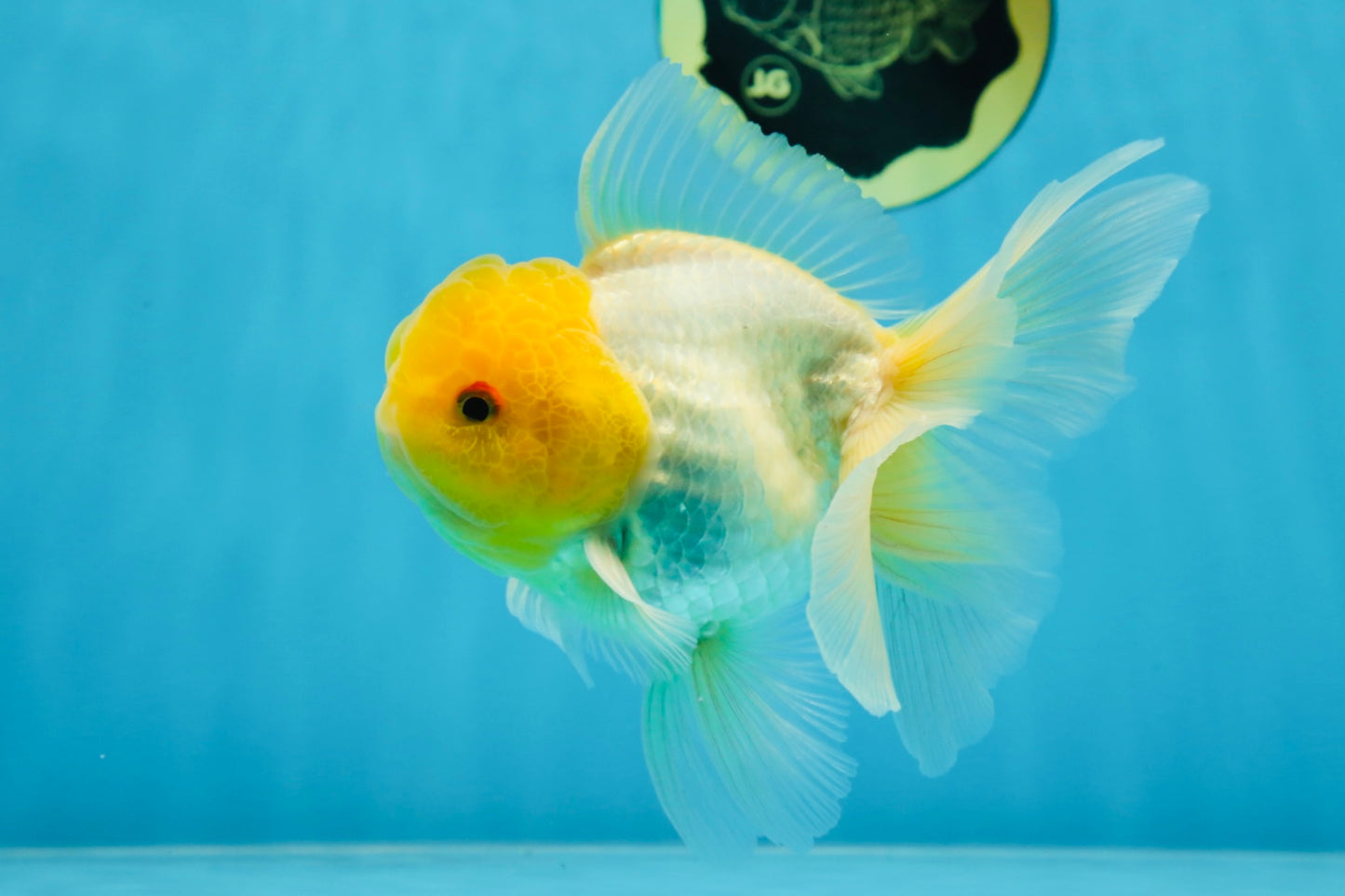 A Grade Lemonhead Oranda Male 5.5 inches #072525OR_10