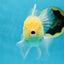 A Grade White Oranda Male 5 inches #060625OR_22