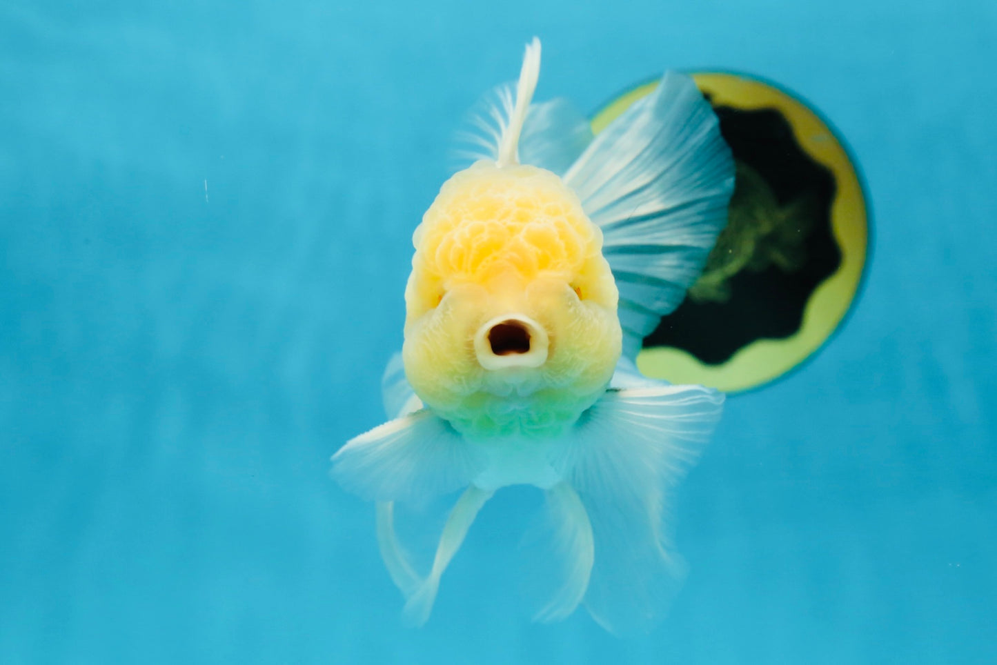 A Grade White Oranda Male 5 inches #060625OR_22